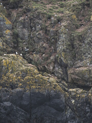 Nesting sea birds on the cliffs of Skomer Island, Pembrokeshire Wales - Kittiwakes, Puffins, Guillemots 