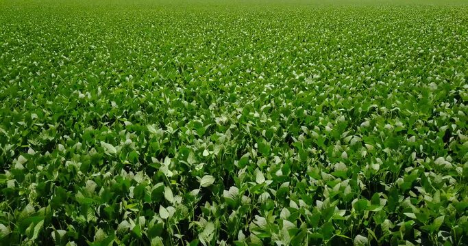 aerial motion above agricultural plants growing on field