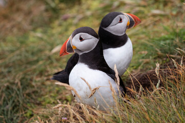 Naklejka premium A pair of atlantic puffins staying close to each other on a cliff edge.