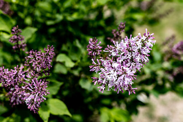 close up of lilac flowers