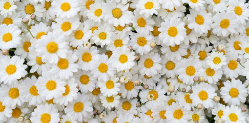 Chamomile flowers background