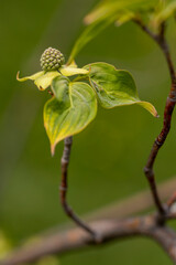 Bourgeon de fruit de cornouiller du Japon