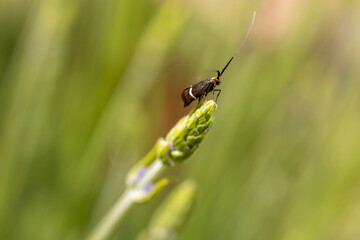 Papillon coquille d'or
