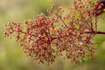 Obraz premium macro de branchage d'arbre à perruque au printemps