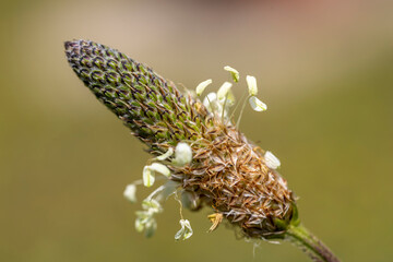 Macro de plantain