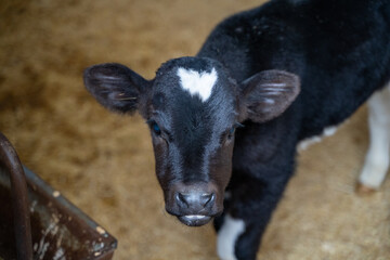 Baby cow calve on dairy farm.