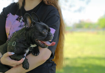 French breed dog sits in the arms of the owner in the park