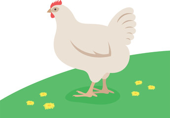 Obraz na płótnie Canvas White chicken standing on the green grass. Domestic farm fowl. Flat cartoon illustration of hen. Spring meadow background
