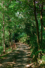 晴れた夏の日の緑の森の小道