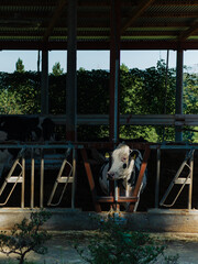 岡山県の村の厩舎の牛たち