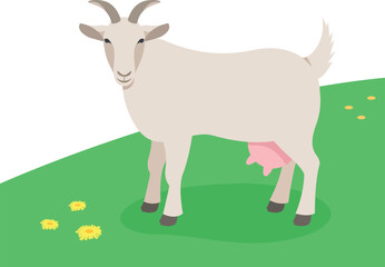 Horned female goat standing on the green grass. Domestic farm animal grazing on a spring pasture. Flat cartoon illustration. Spring meadow background