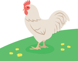 White rooster standing on the green grass. Domestic farm fowl. Flat cartoon illustration of cock. Spring meadow background