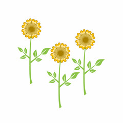 Fototapeta premium Vector graphic illustration of three sunflowers with stems and leaves, isolated on white background. Perfect for use in nature, botany, art and seasonal decoration themes.