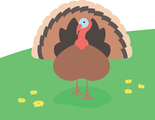 Male turkey standing on the green grass. Domestic farm fowl walking in a spring meadow. Flat cartoon illustration