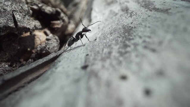 Surface of a large tree and ant