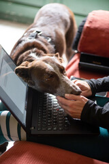 dog asking for caresses when woman is at the computer working, details of hands caressing brown...