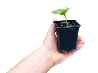 Hand holding cucumber seedling in a plastic pot with transparent background (png image)