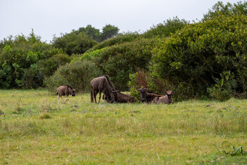 Naklejka premium Kragga Kamma Game Park Gqeberha