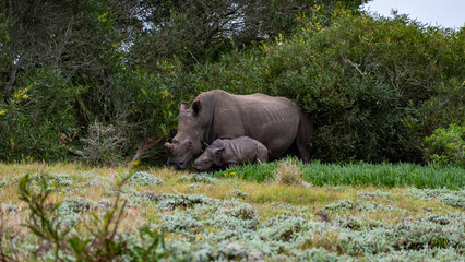 Fototapeta premium Kragga Kamma Game Park Gqeberha