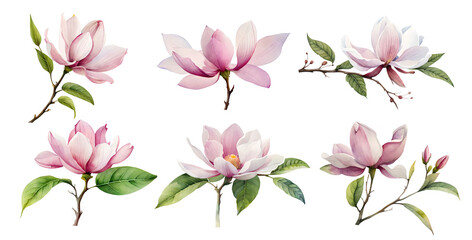 Pink watercolor magnolia flowers isolated on white. Generative Ai