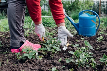 gardening, planting plants and flowers in the garden, close-up hands with a shovel and a rake against the background of the earth