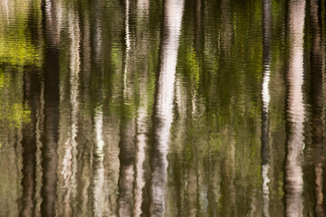 Abstraction of trees in a lake with ripples