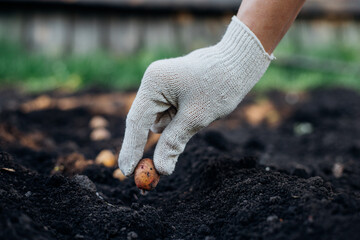 gardening, close-up on hands in white gloves planting a small potato in the ground