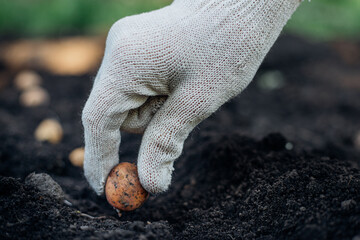 gardening, close-up on hands in white gloves planting a small potato in the ground