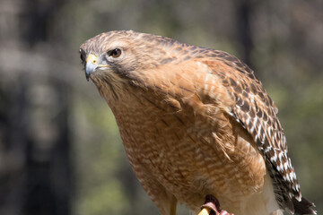 Red Tailed Hawk in the Sunshine