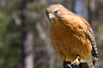 Red Tailed Hawk in the Sunshine