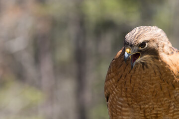 Red Tailed Hawk in the Sunshine