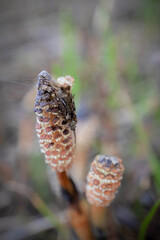 Field horsetail textured buds closeup growing on swamp ground selective focus on blurred dry grass background