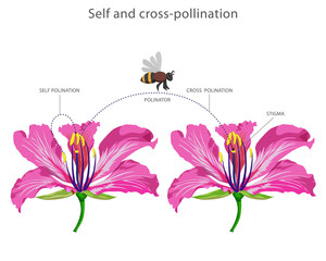 Self and cross-pollination. Self involves transfer of pollen within the same flower while cross...