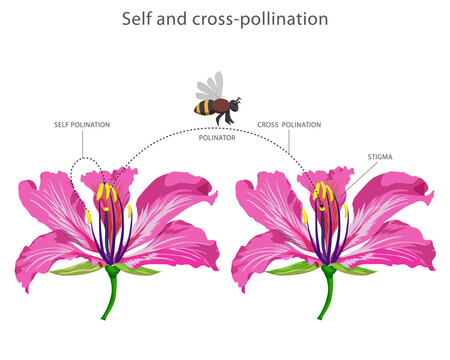 Self and cross-pollination. Self involves transfer of pollen within the same flower while cross involves transfer between different flowers for fertilization.