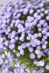 Obraz premium astra flowers in vase. Tender flower petals close up. Natural flower backdrop. Beautiful floral greeting card