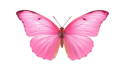 Beautiful pink butterfly isolated on a white background. Generative AI Illustration	