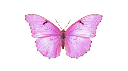 Beautiful pink butterfly isolated on a white background. Generative AI Illustration	