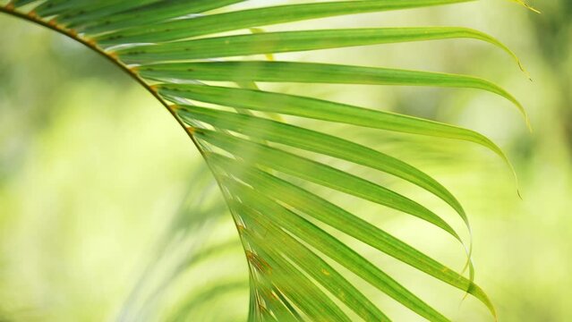 Close up slow motion of green palm leaves. Lush foliage tropical nature background