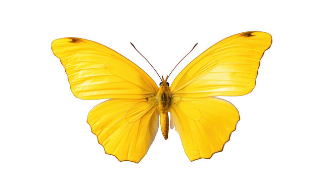 Beautiful yellow butterfly isolated on a white background. Generative AI Illustration	