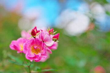 晴れのバラ園