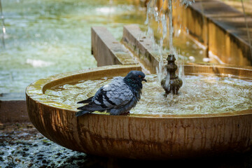 doves refreshing, garden of the king's orchard, Palma, Majorca, Balearic Islands, Spain