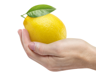 Hand holding delicious ripe lemon fruit, cut out