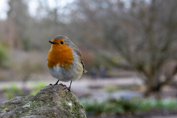 Robin on small stone perch