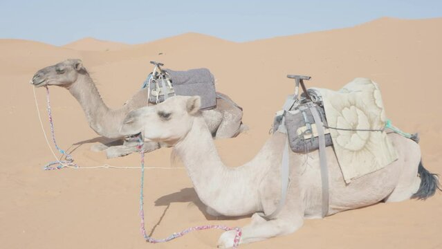 Camels in Sahara Desert, Morocco, 4k 50fps