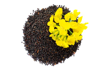 Rapeseed plant with yellow flowers and seeds. Mustard plant yellow blossom. Canola seeds and fresh...