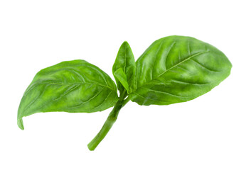 basil on white background