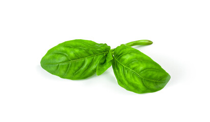 basil on white background
