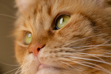 Close-up of a cat's eyes. Red Maine Coon Cat.selective focus