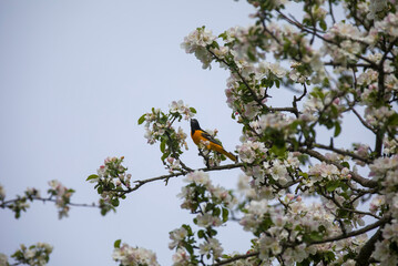 A baltimore oriole in the treetops feasting on insects and blossoms.