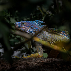Colorful Iguana